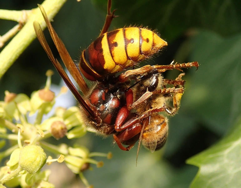 Vespa crabro con preda (apis mellifera)